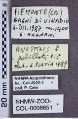 Etiketten zu Anostirus gabilloti (NHMW-ZOO-COL-0008651)